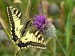 (Fauna) - Motýl